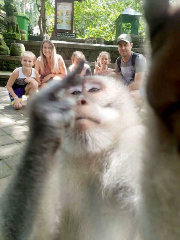 22张有趣的猴子图片一定会让你傻笑